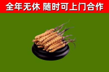 台南市回收散虫草